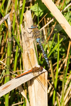Hawker and Darter
