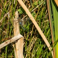 Hawker and Darter Dragonflies