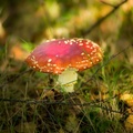 FLY AGARIC TOADSTOOL