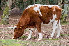 COW ROOTING FOR ACORNS