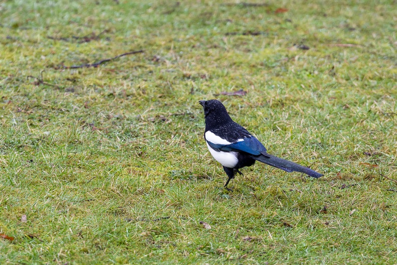 Magpie on the Run