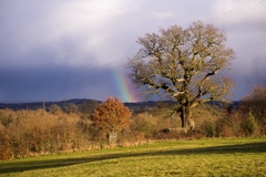 Rainbow by Old Oak Tree