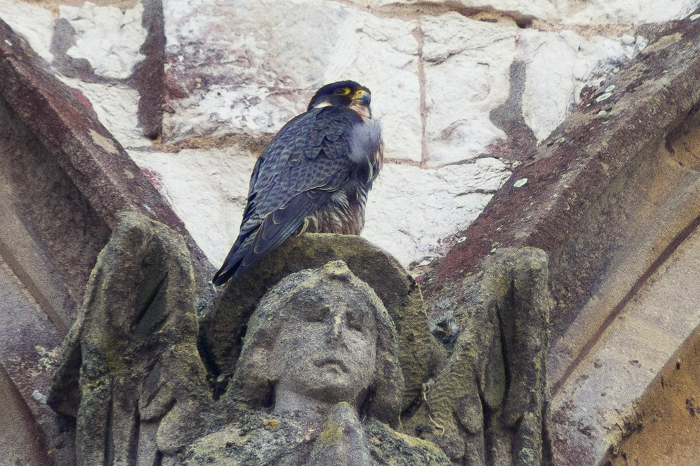 Peregrine Perched on Angel