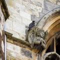Peregrine Falcon Perched on Angel