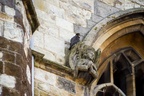 Peregrine Falcon Perched on Angel