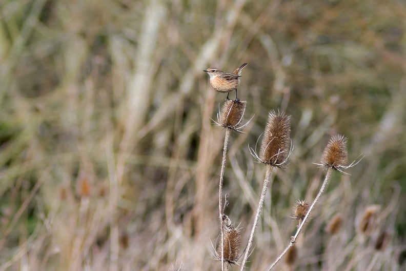 Stonechat on Teasel