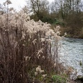 Seeding Goldenrod by River 