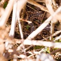 Snake in the Undergrowth