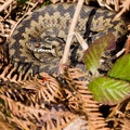 Adder (Vipera berus) snake