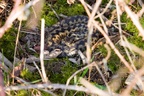 Adder (Vipera berus) snake