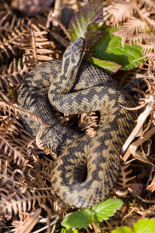Adder (Vipera-berus) Snake