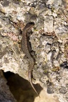Viviparous Lizard (Zootoca-vivipara)
