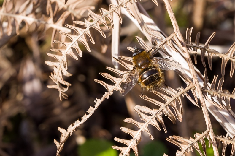 bumblebee-mimic-irix150-g-pk110824.jpg