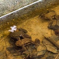 Common Toads