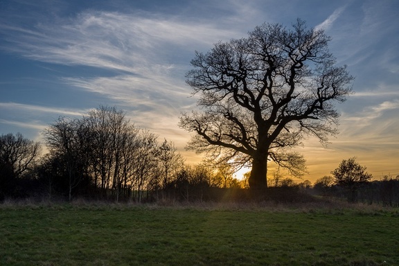Oak Tree Sunset Silhouette