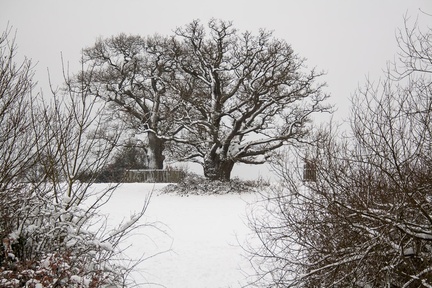 Oaks in Snow