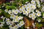 primrose Flowers