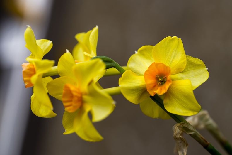 daffodils-irix150-g-pk111499.jpg