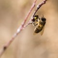 Bee on a Bud