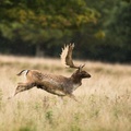 Fallow Deer Gallop
