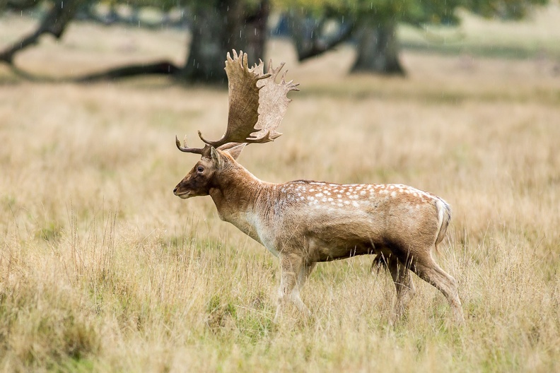 Fallow Deer Stag