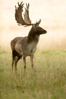 Fallow Stag Deer