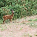 Roe Buck Deer