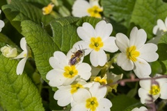 Bee on Primrose Flower