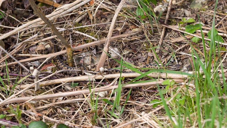 Adder on the Move