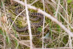 Male Adder Snake