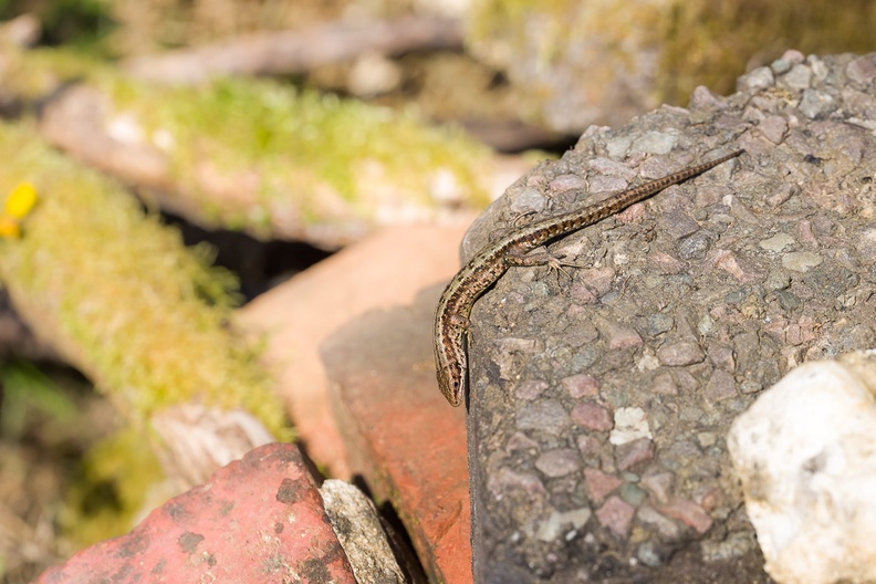 Lizard Climbing Stone