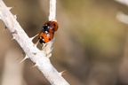 7-spot Ladybirds Mating