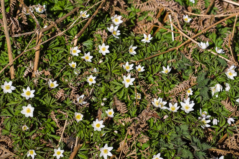wood-anemone-flower-irix150-g-pk112882.jpg