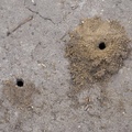 Mining Bee Nest