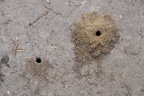 Mining Bee Nest