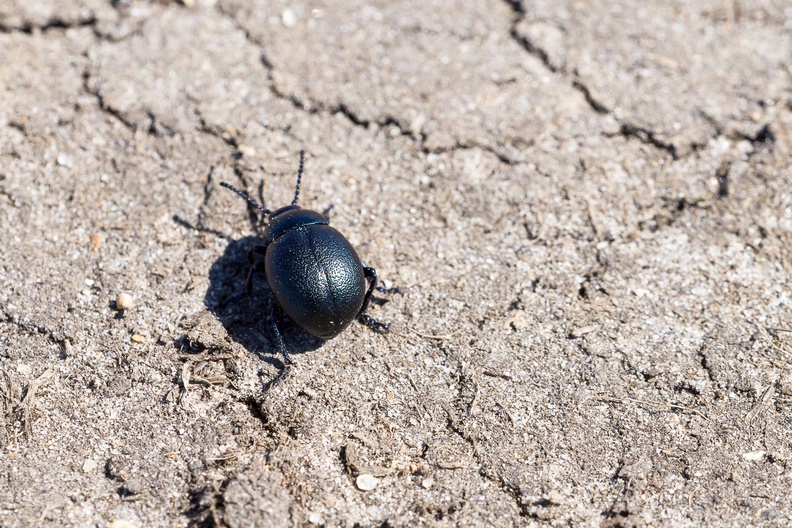 beetle-irix150-g-pk112657.jpg