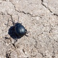 beetle-irix150-g-pk112657.jpg