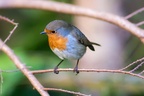 Robin Redbreast Bird