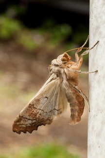 Angle Shades Moth