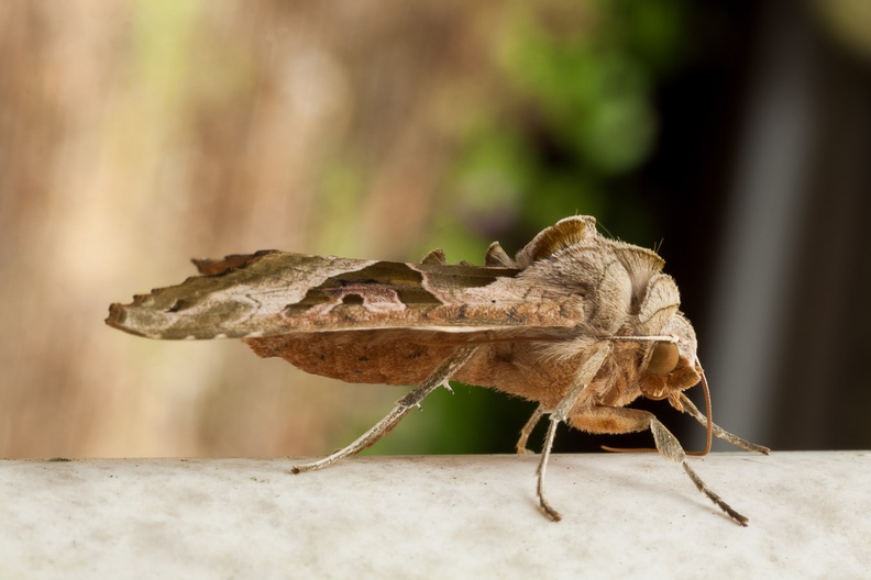 angle-shades-moth-elmarit60-g-400d9782.jpg