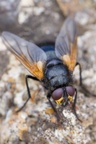 Noon fly (Mesembrina meridiana)