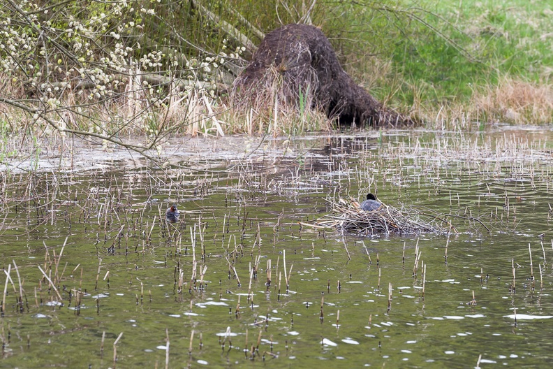 Waterfowl at Bourley Lakes
