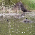 Waterfowl at Bourley Lakes