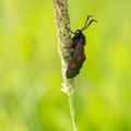 Five-Spot Burnet Moth