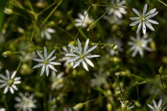 Lesser Stitchwort Flowers