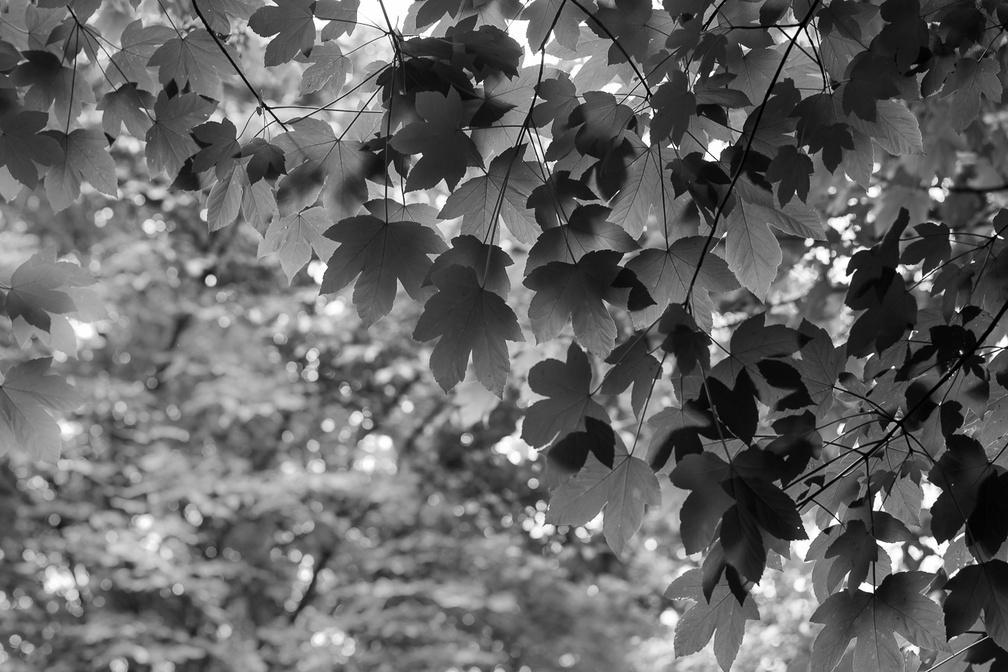 Sycamore Tree Leaves