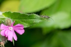Plant Bug on Red Campion