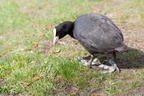 Coot Eating Grass