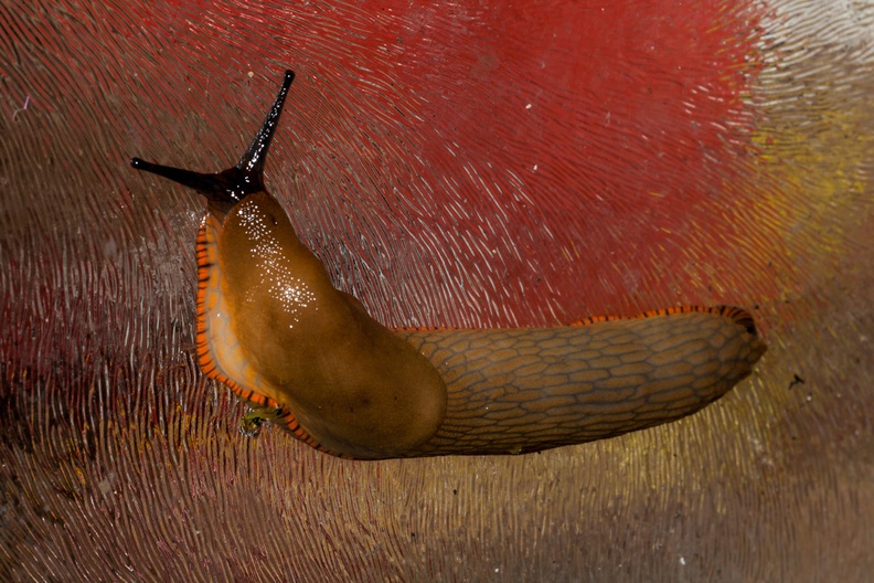 Slug on Glass Pane