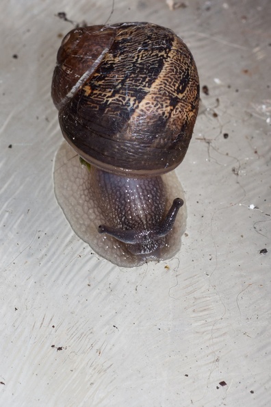 snail-sp90mm-g-400d-5857.jpg